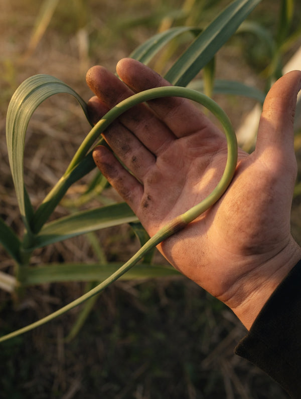 Fresh Garlic Scapes
