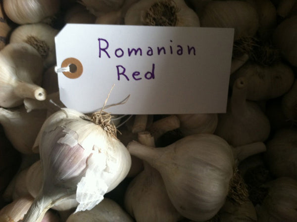 Romanian Red Garlic