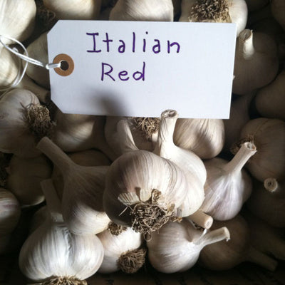Italian Red Garlic