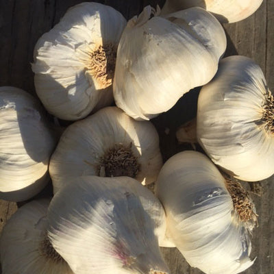 Asian Tempest Garlic