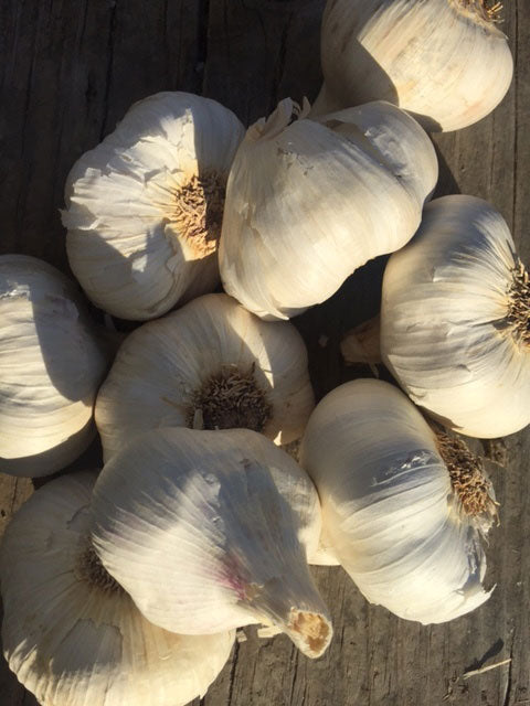 Asian Tempest Garlic