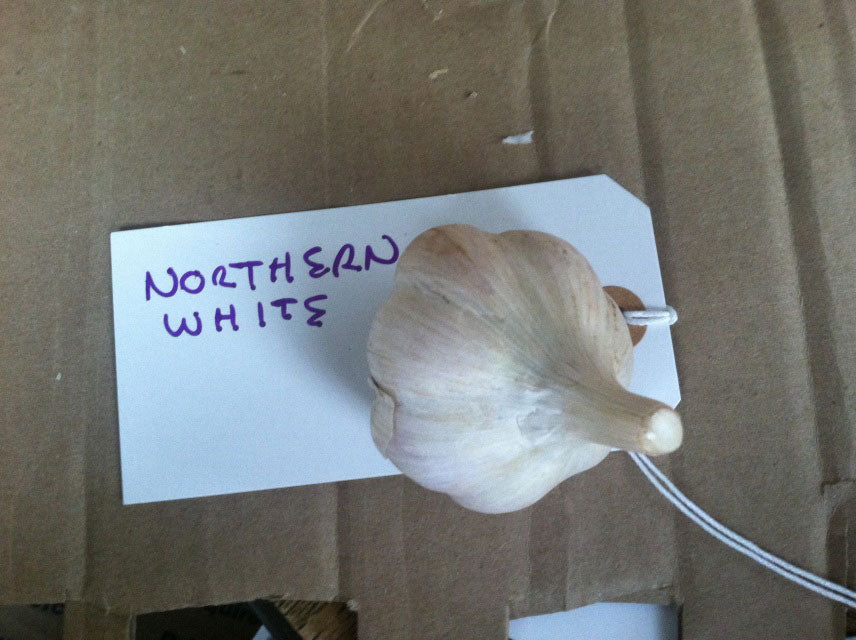 Northern White Garlic