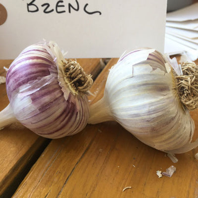 Bzenc Garlic