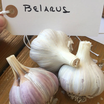 Belarus Garlic