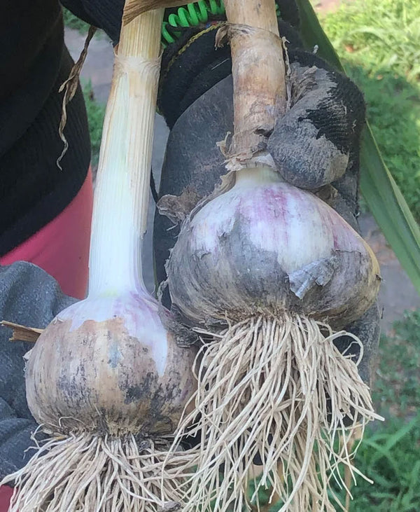 Klamath Wild Garlic/Redneck Wild Garlic