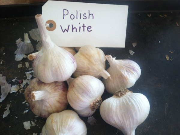 Polish White Garlic